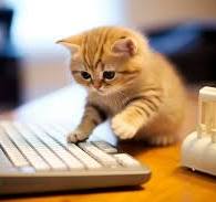 котик